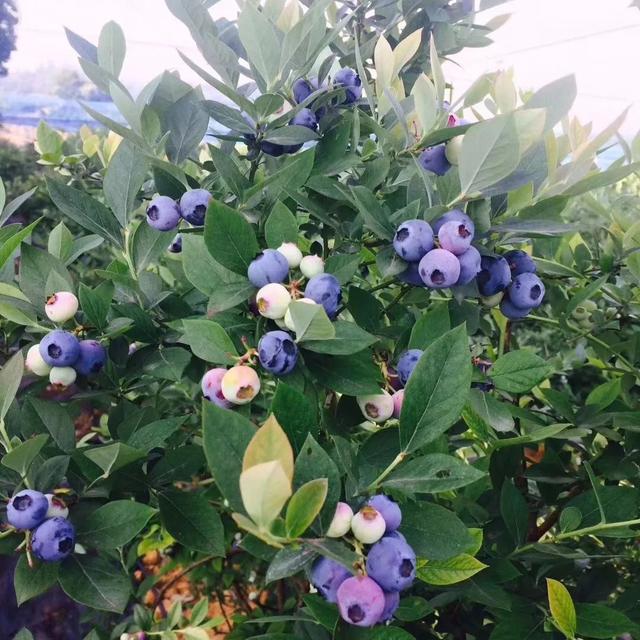 阳台种蓝莓，一棵“结十斤”，吃一个冒一串，孩子吃了视力好