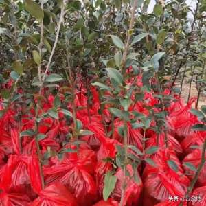 油茶树种植季节(油茶造林正当时，关键技术措施：选好良种壮苗、合理搭配油茶品种)