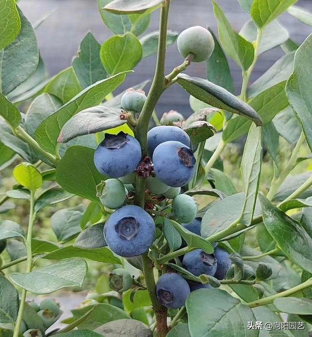 网上流行种蓝莓，很多人都跟风，蓝莓不好养，能养活不结果