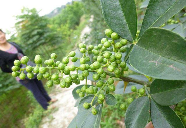 花椒树栽培技术 九叶青花椒生物学特性及育苗