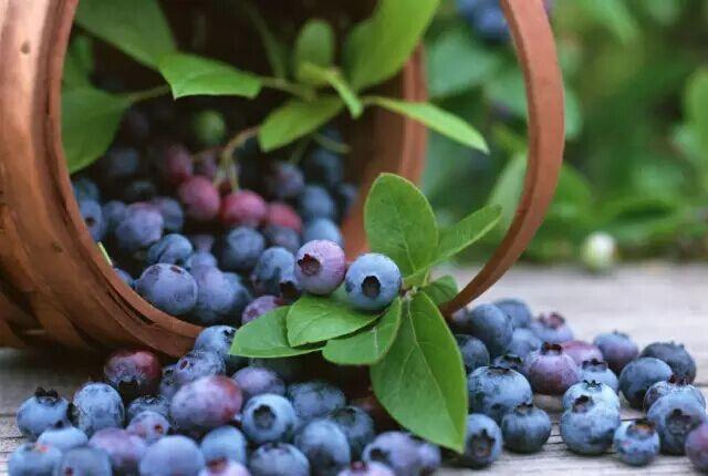 阳台种蓝莓，一棵“结十斤”，吃一个冒一串，孩子吃了视力好