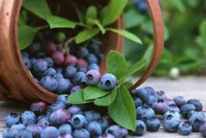 蓝梅种植(阳台种蓝莓，一棵“结十斤”，吃一个冒一串，孩子吃了视力好)