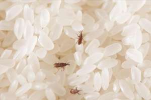 北方大米怎么种植(米虫最怕这4样，米桶里放一把，再也不用担心大米生虫了，真实用)