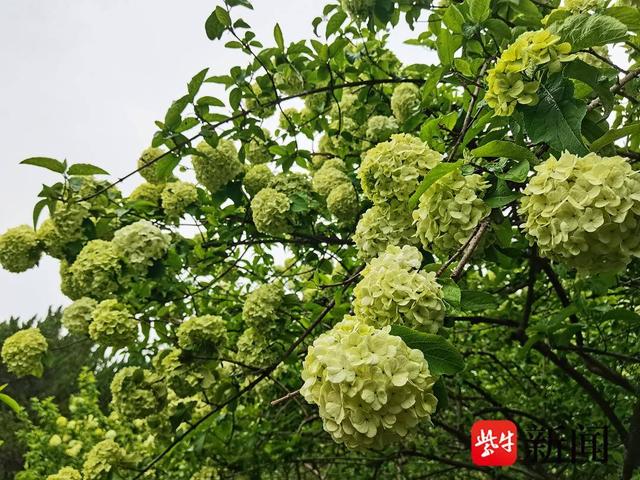 【视频】南京绣球公园里，雪白淡雅的木绣球花盛开