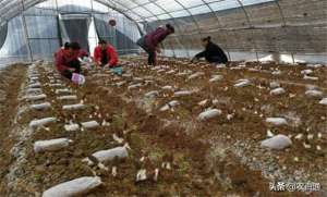 羊肚菌人工种植(羊肚菌种植方法——菌丝如何培养、温度湿度如何管控？)