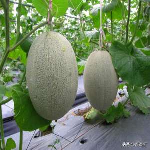 哈蜜瓜在什么季节种植(海南哈密瓜高产栽培技术)