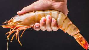 海捕虾和养殖虾的区别(12种海虾“简单易记”的区分方法，你都吃过几种？附吃法，请收藏)