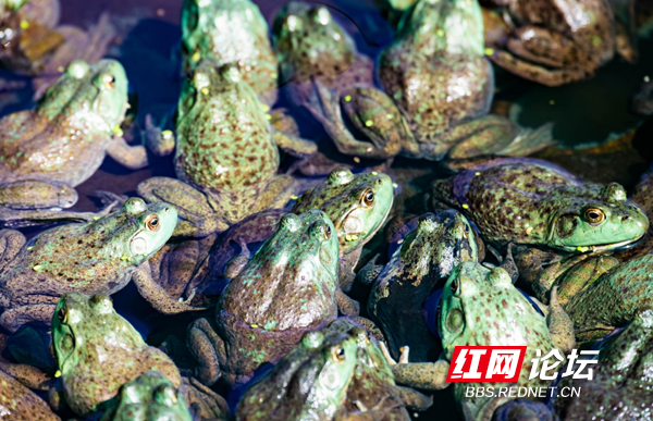 “呱呱”养成记！怀化洪江：小牛蛙养殖助推产业大发展