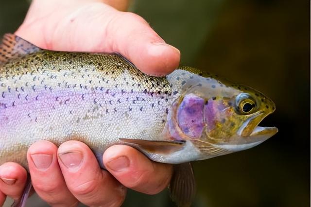 虹鳟鱼人工繁殖和养殖技术