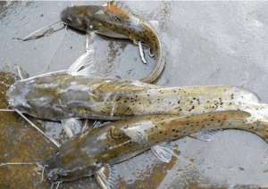 芝麻剑鱼的人工养殖(此鱼乃是广西特产，可散发芝麻的香味，最高300元一公斤)