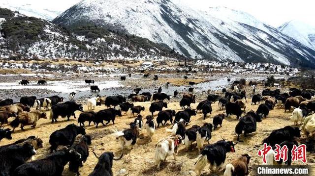 西藏米林：牦牛养殖助力乡村振兴