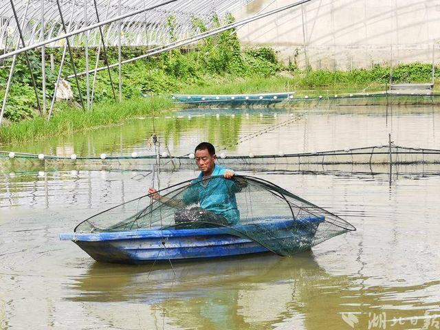 聚齐“长江三鲜” 武汉市蔡甸区首次探索河豚繁育养殖