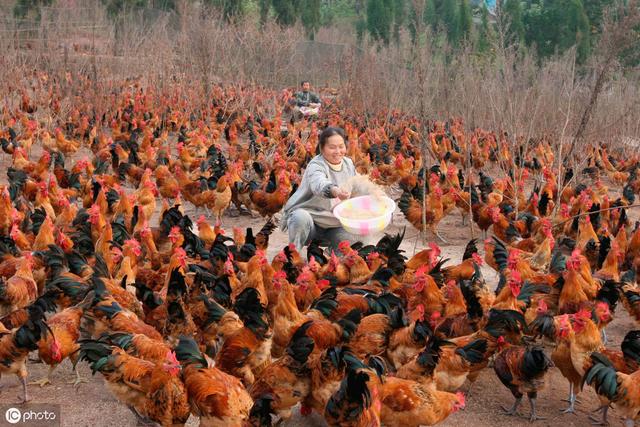 在农村创业，养5000只散养肉鸡，一年赚十几万，还去打工吗