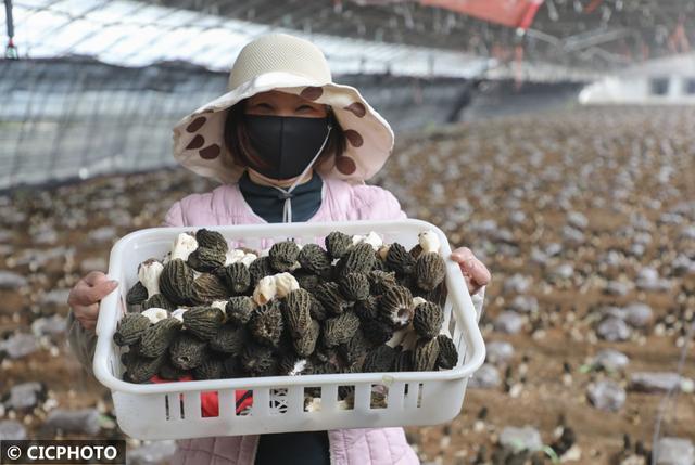 山东临沂：小蘑菇成就振兴大产业