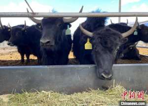 牦牛养殖视频(以科技促发展 西藏林周县牦牛养殖从“靠天养”走向“科学养”)