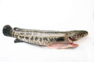 观赏鱼养殖利润分析(养一亩黑鱼的利润是多少？)