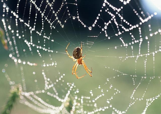 常见昆虫——蜘蛛