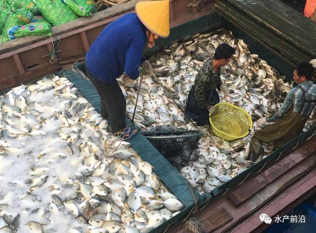 金鲳鱼养殖存在的四大危机，是何原因让他们每年赚钱