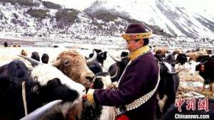 毛牛的养殖(西藏米林：牦牛养殖助力乡村振兴)