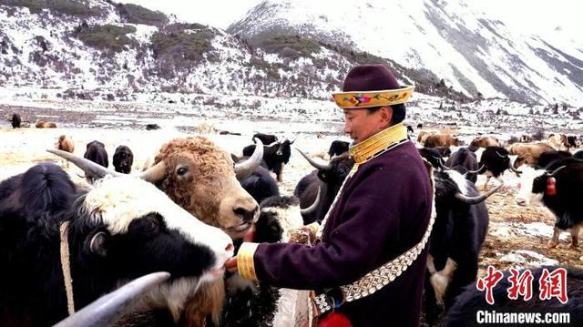 西藏米林：牦牛养殖助力乡村振兴