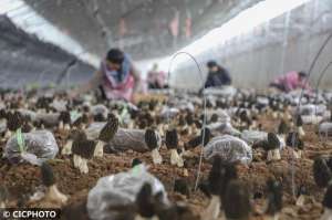 猴头菇养殖条件(山东临沂：小蘑菇成就振兴大产业)