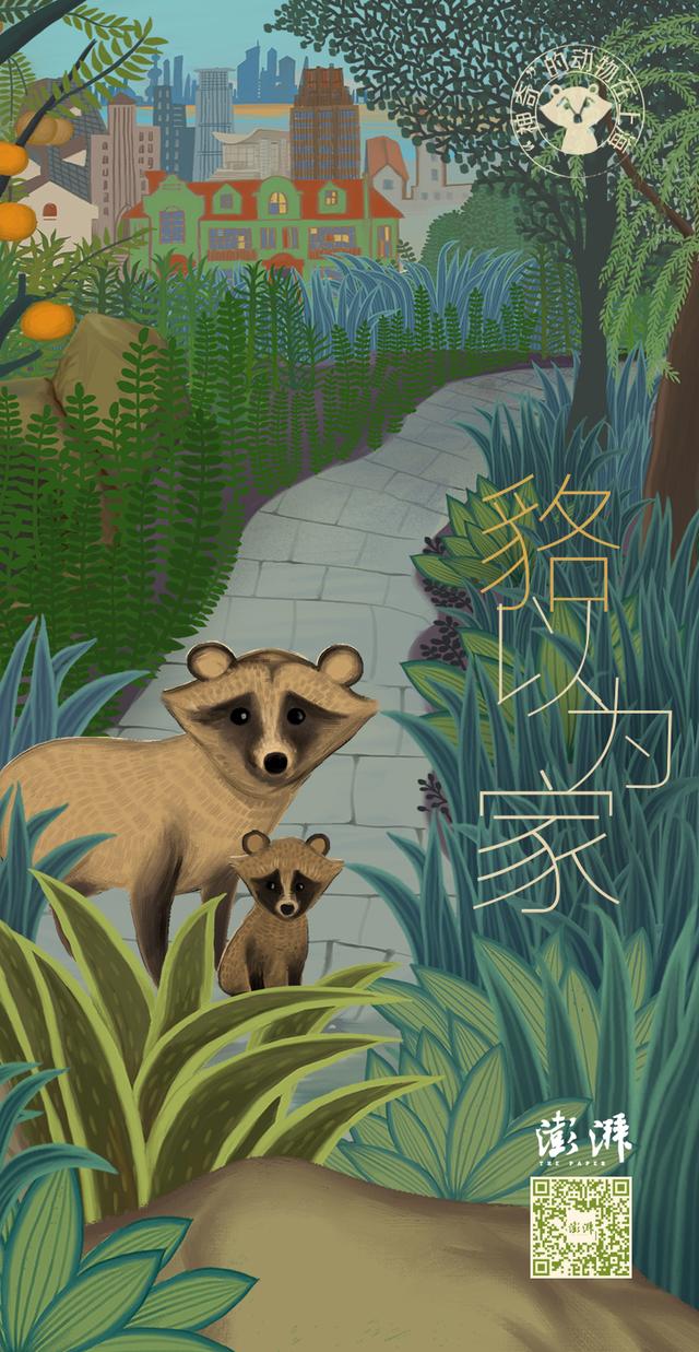 “神奇”的动物在上海｜“貉”以为家