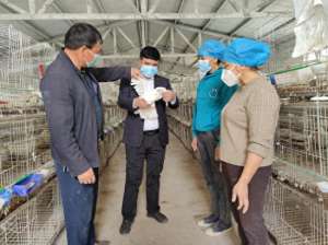 新疆养殖肉鸽补贴政策(英吉沙县苏盖提乡：发展肉鸽特色养殖 助力群众增收致富)