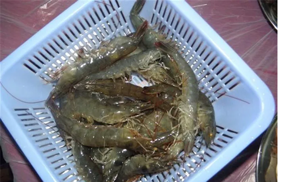 大山里养海虾，“神奇”工厂化，生态效益一把抓