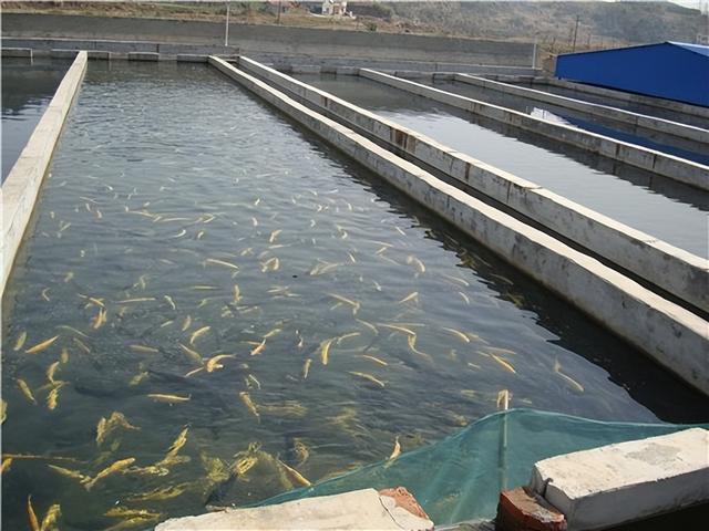 虹鳟鱼人工繁殖和养殖技术