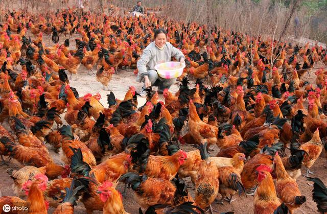 规模化鸡场，谨记这些饲养管理要点，疾病远远的，养的越来越好