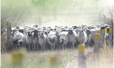 养好滩羊 增收致富