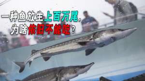 养殖中华鲟鱼(中华鲟都放生700万尾了，可以人工养殖了，为啥还是不能吃？)