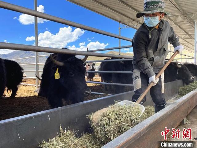 以科技促发展 西藏林周县牦牛养殖从“靠天养”走向“科学养”