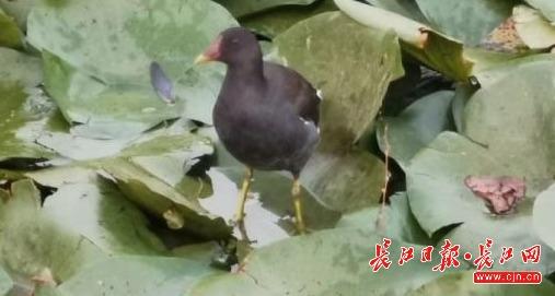 武汉后官湖湿地公园湖中，黑水鸡与锦鲤抢食