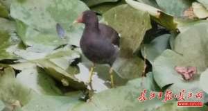 黑水鸡养殖技术视频(武汉后官湖湿地公园湖中，黑水鸡与锦鲤抢食)