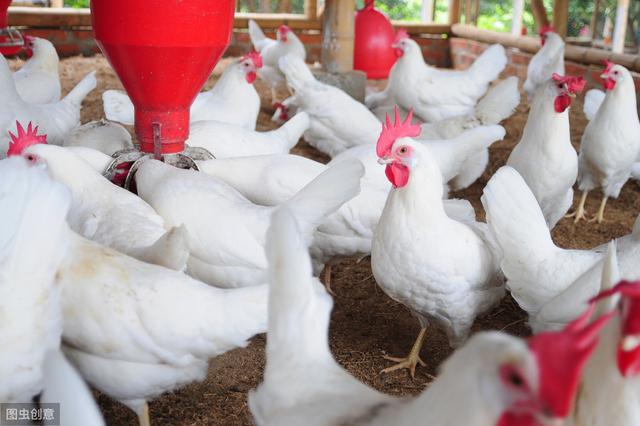 规模化鸡场，谨记这些饲养管理要点，疾病远远的，养的越来越好