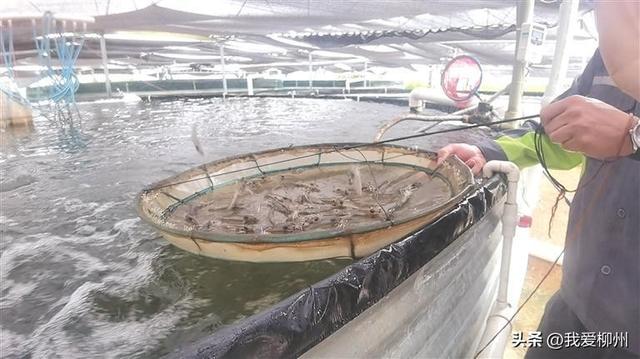 淡水养海虾 味道也不“淡”——探访我市设施渔业生态养殖示范基地