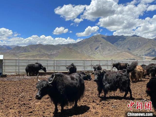 以科技促发展 西藏林周县牦牛养殖从“靠天养”走向“科学养”