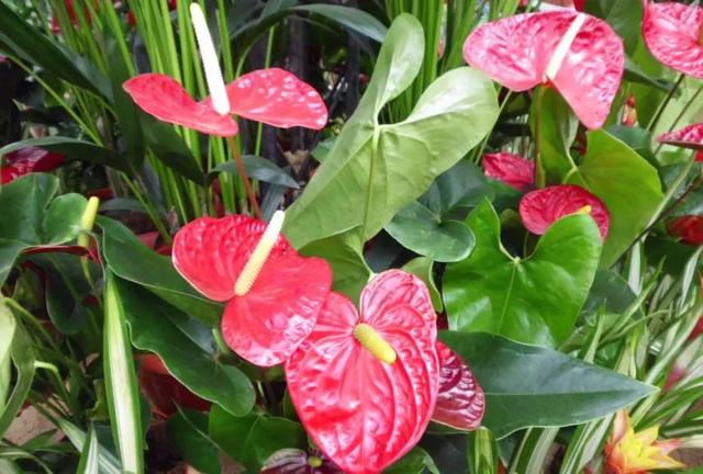 在室内养好盆栽红掌的几个技巧，让花朵常年火红