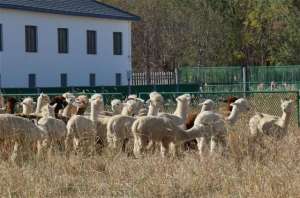 羊驼的养殖前景(打造国内最大羊驼养殖基地 天津市武清区“赶着羊驼去致富”)