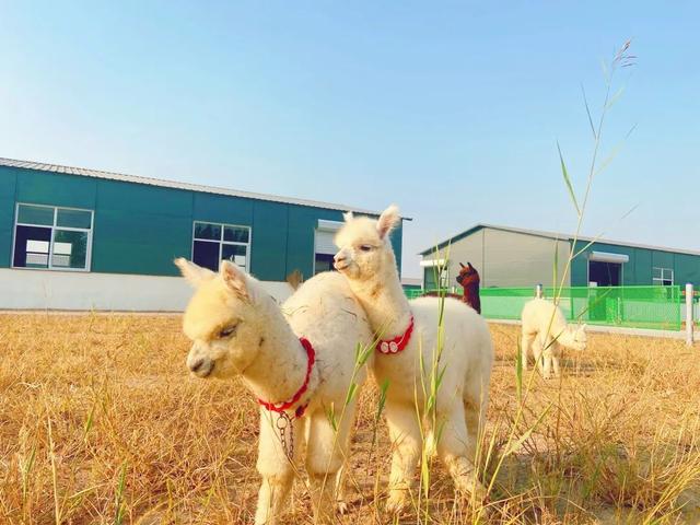 打造国内最大羊驼养殖基地 天津市武清区“赶着羊驼去致富”