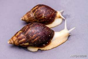 白王蜗牛养殖(都说白玉蜗牛是古今中外的珍美食品，白玉蜗牛养殖前景真的好吗？)
