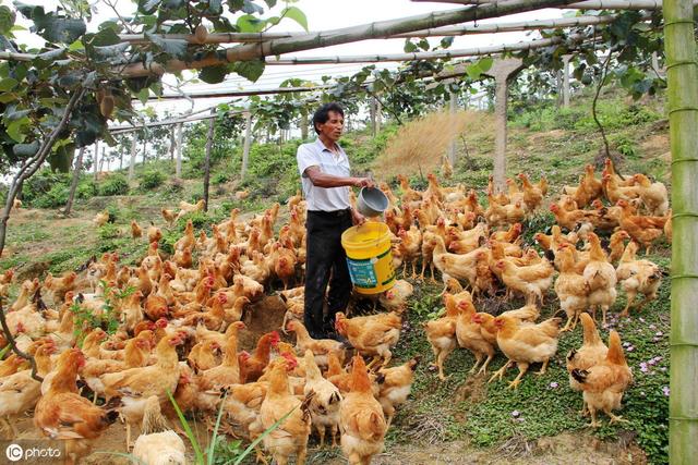 在农村创业，养5000只散养肉鸡，一年赚十几万，还去打工吗