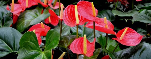 在室内养好盆栽红掌的几个技巧，让花朵常年火红