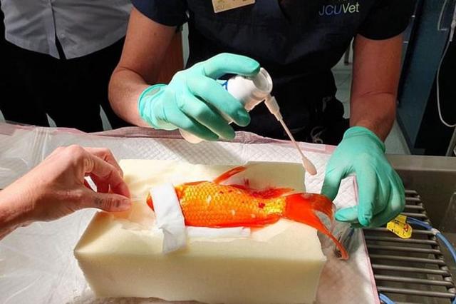 为拯救心爱的锦鲤，澳洲宠物主人请来专家为它做了一个大手术