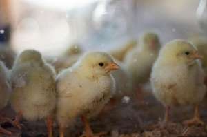 笼养白羽肉鸡养殖技术(养鸡技术｜笼养肉鸡的饮水、卫生和温度管理)