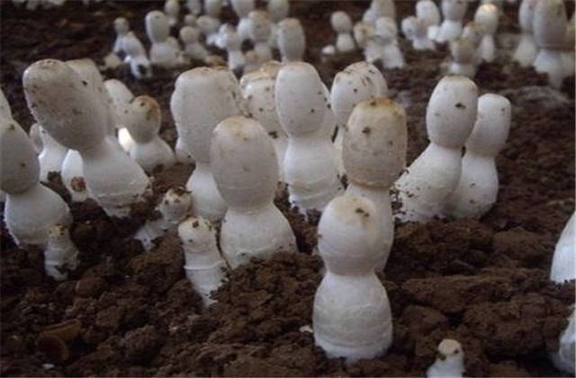 鸡腿菇的栽培技术以及教程，以下几点注意了，产量上涨不停