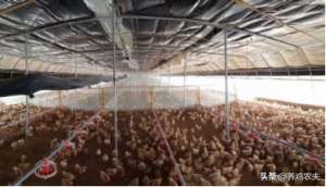 肉鸡养殖大棚建造图片(大棚养肉鸡的优缺点是什么？)