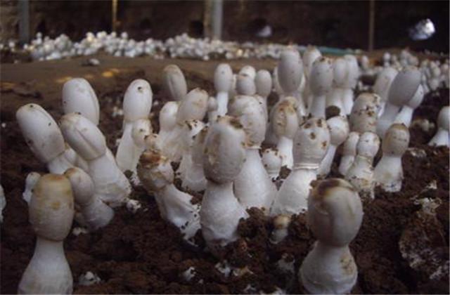 鸡腿菇的栽培技术以及教程，以下几点注意了，产量上涨不停