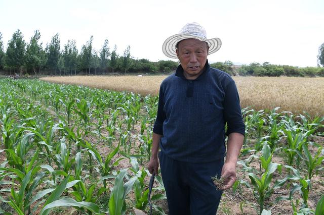 小农户之难：种一亩玉米，不如打工四五天